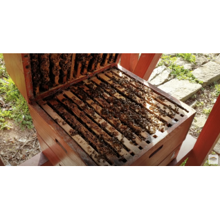 Mezistěny 4ks, chovné včelstvo, chov matek, přelarvování, 23.4.2021