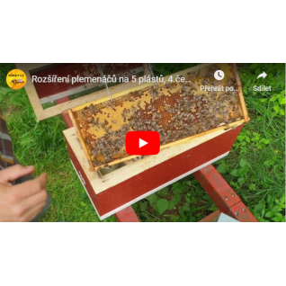 Rozšíření plemenáčů na 5 plástů, 4.6.  2020