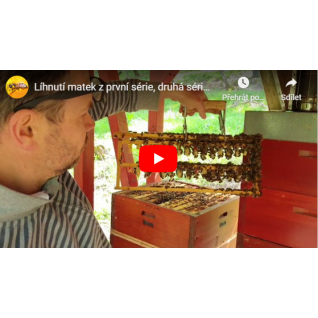 Líhnutí matek z první série, druhá série 24ks matečníků 1.5.2020