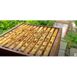 Medobraní- konec květu řepky 8 včelstev 350kg, 13. června 2021