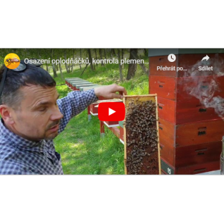 Osazení oplodňáčků, kontrola plemenáčů, snůška 10kg za den, chov matek, 9.5. 2020