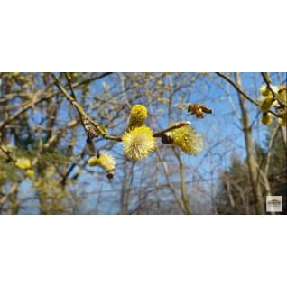 Sběr pylu podmetovým pylochytem 1.4. 2021